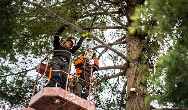 Tree Pruning